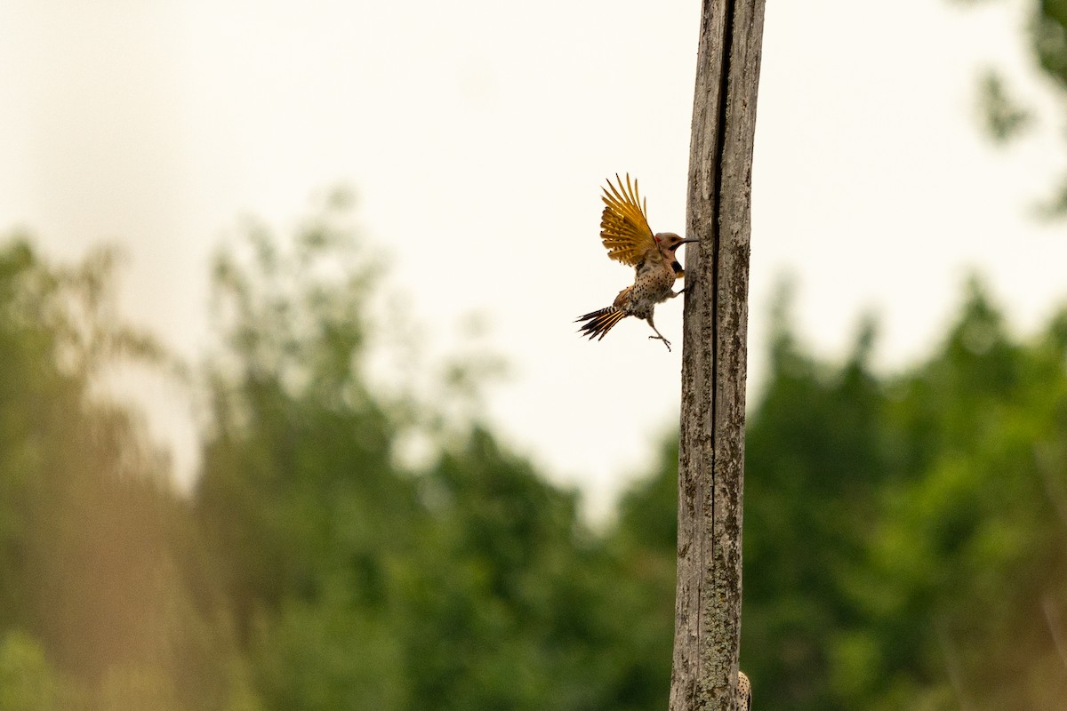 Northern Flicker - ML621199972