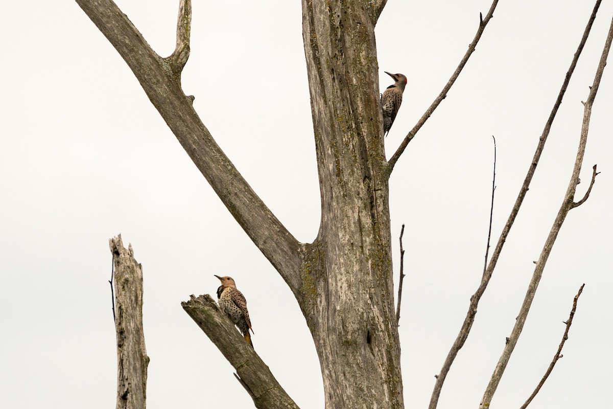 Northern Flicker - ML621199973