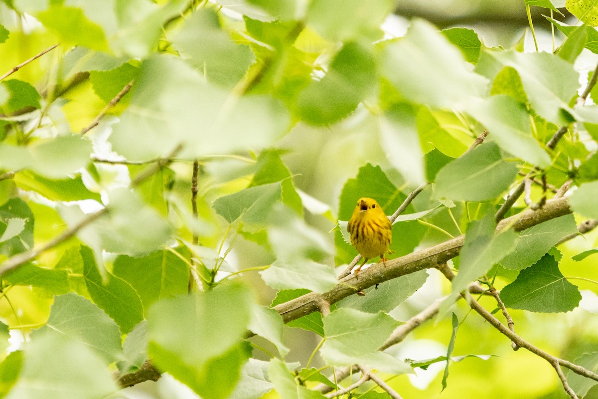 Yellow Warbler - Chantal Pharand