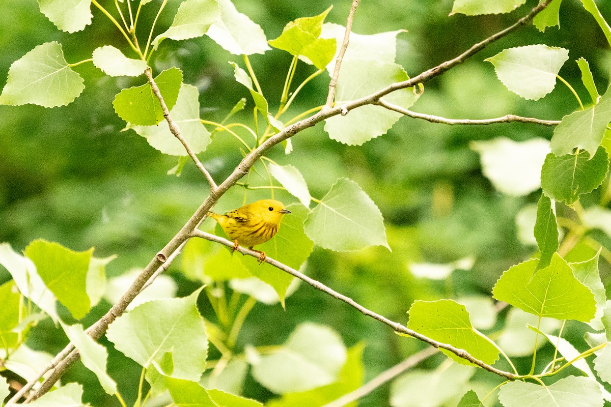 Yellow Warbler - ML621199975