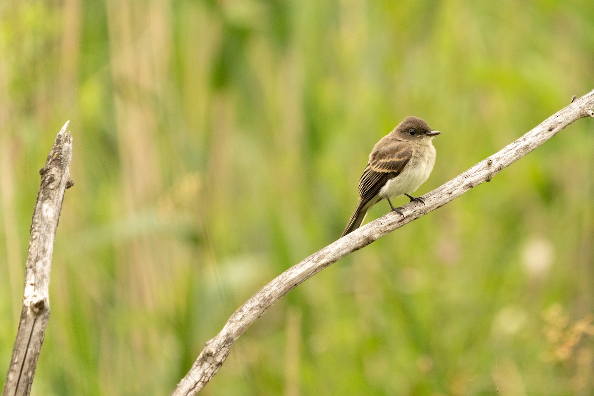 Eastern Phoebe - ML621199976