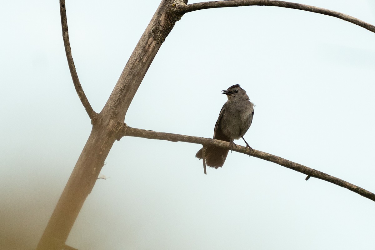 Gray Catbird - ML621199983