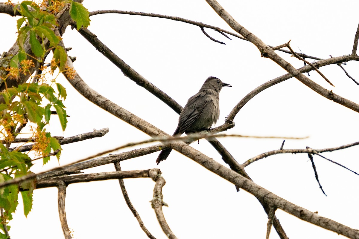 Gray Catbird - ML621199984