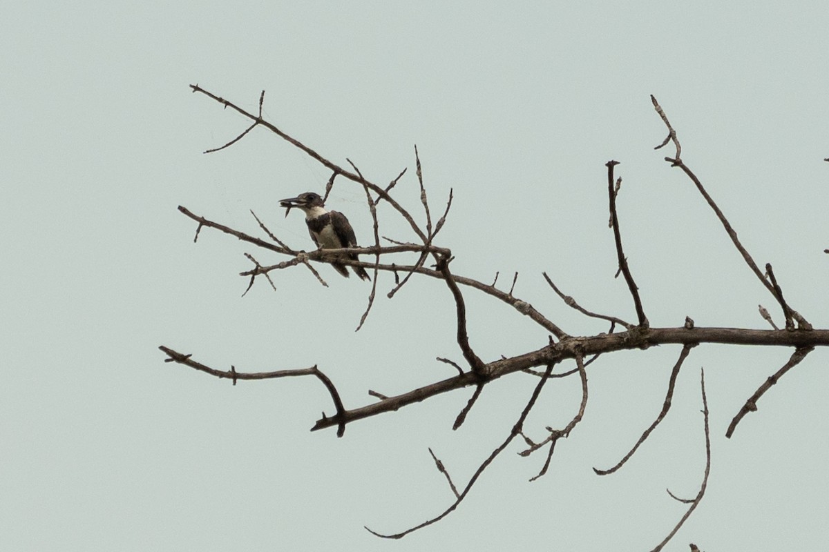 Belted Kingfisher - ML621199991