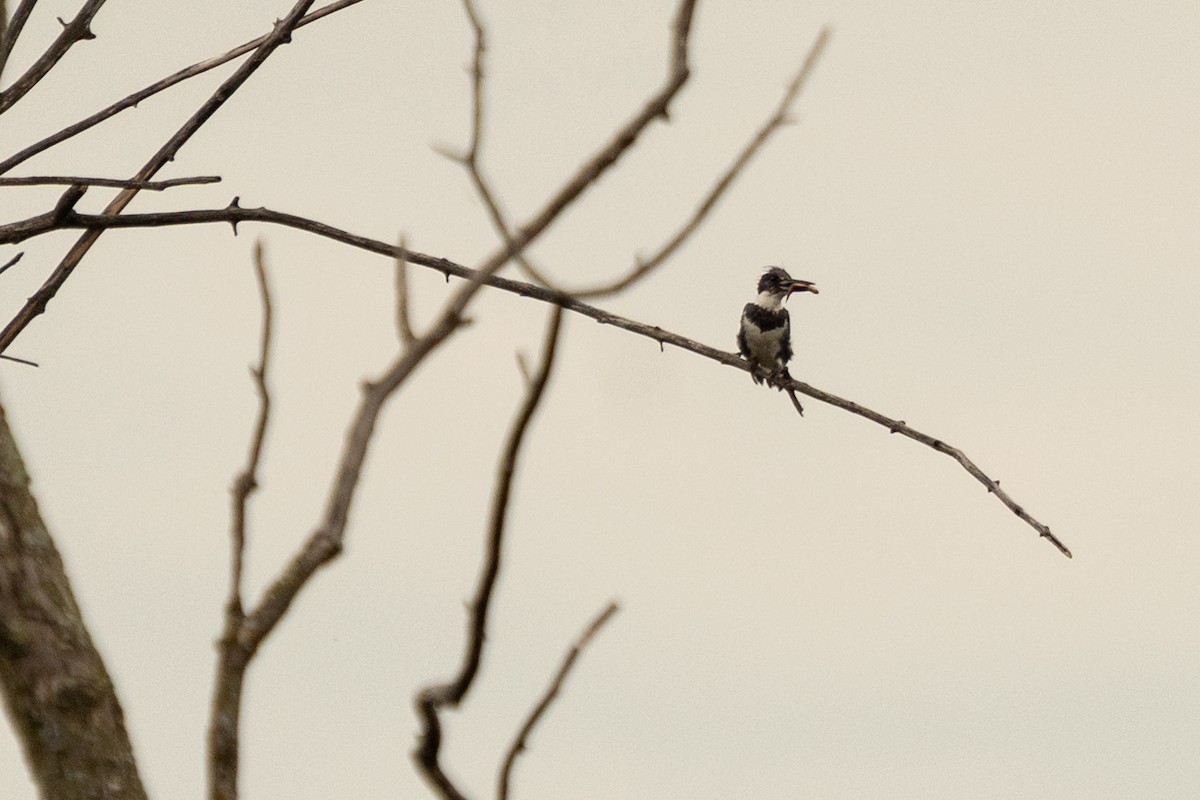 Belted Kingfisher - ML621199992