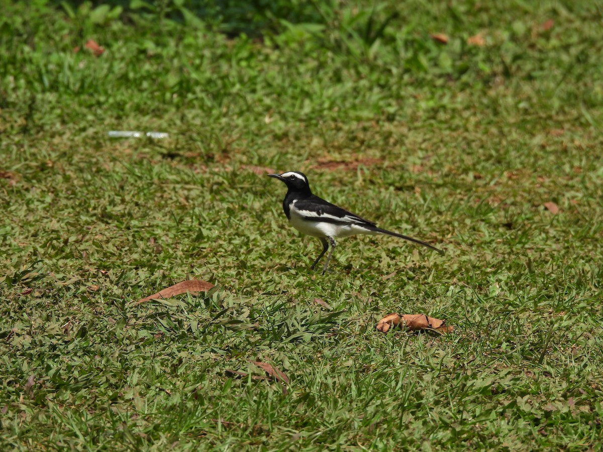 White-browed Wagtail - ML621200007