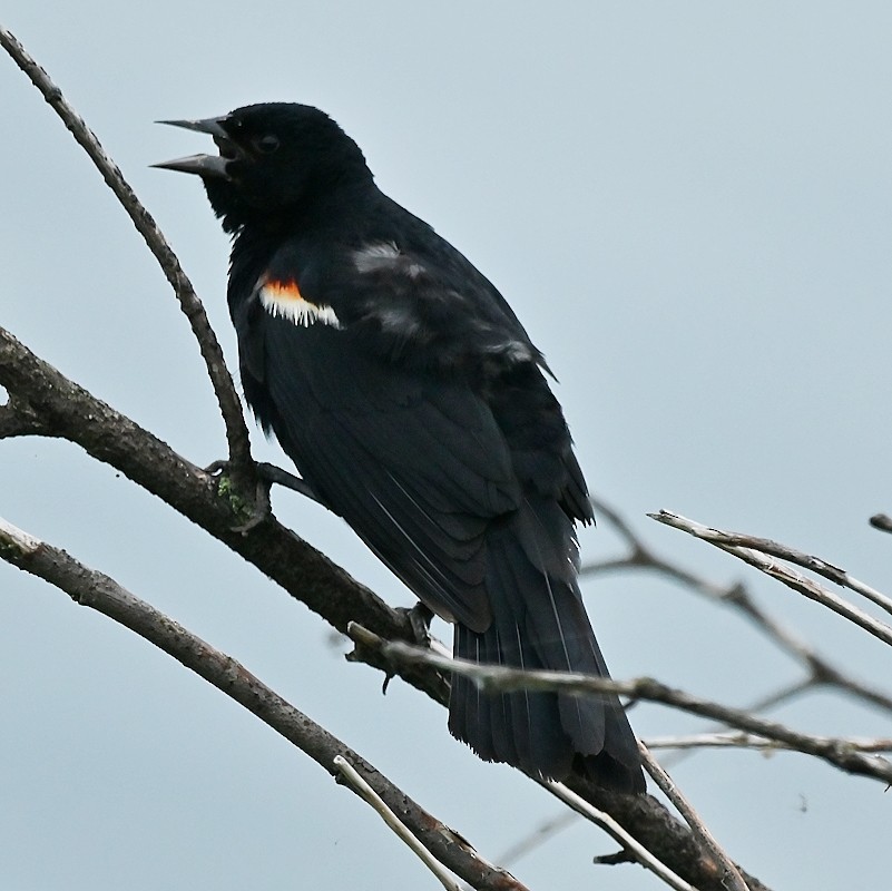 Red-winged Blackbird - ML621200014