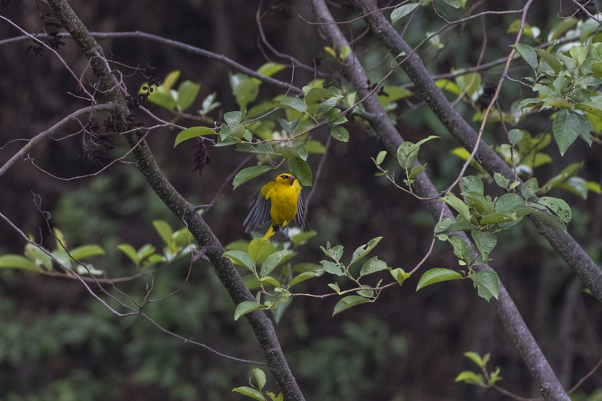 Indian Golden Oriole - ML621200056