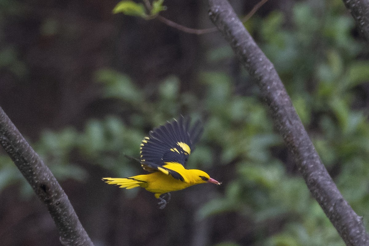 Indian Golden Oriole - ML621200058