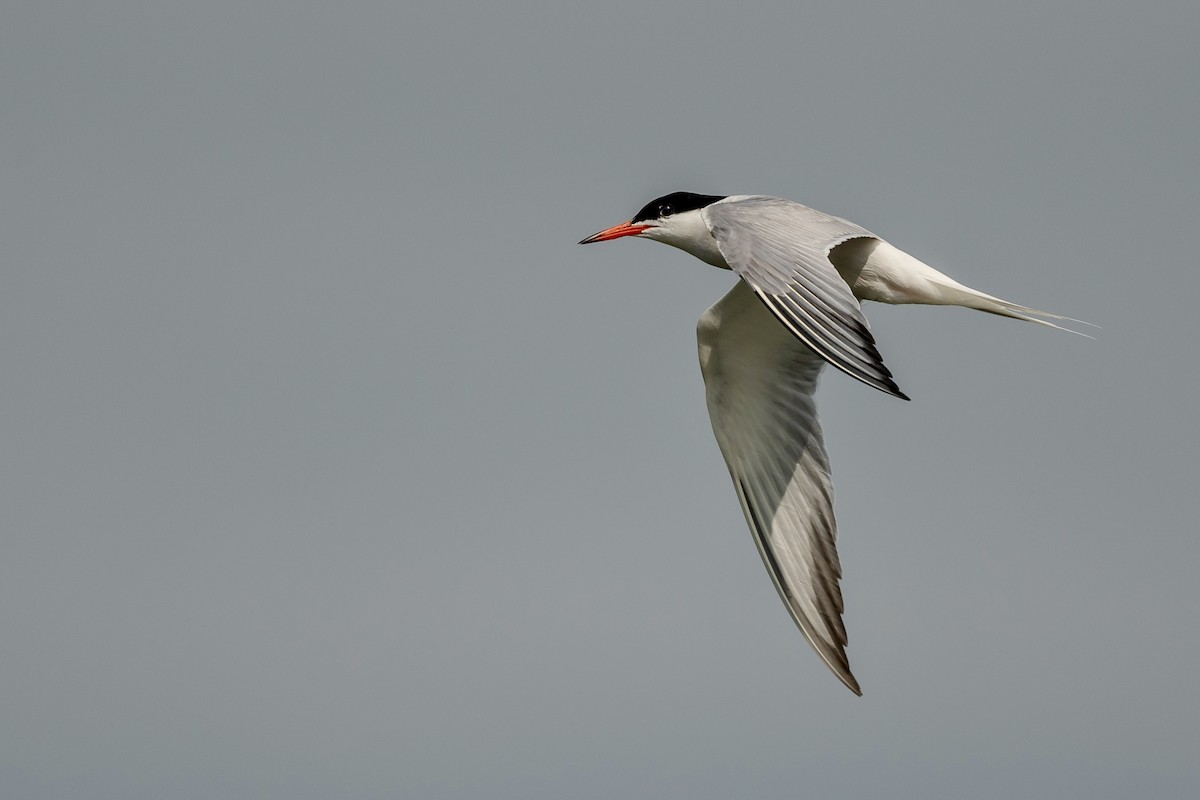 Common Tern - ML621200068