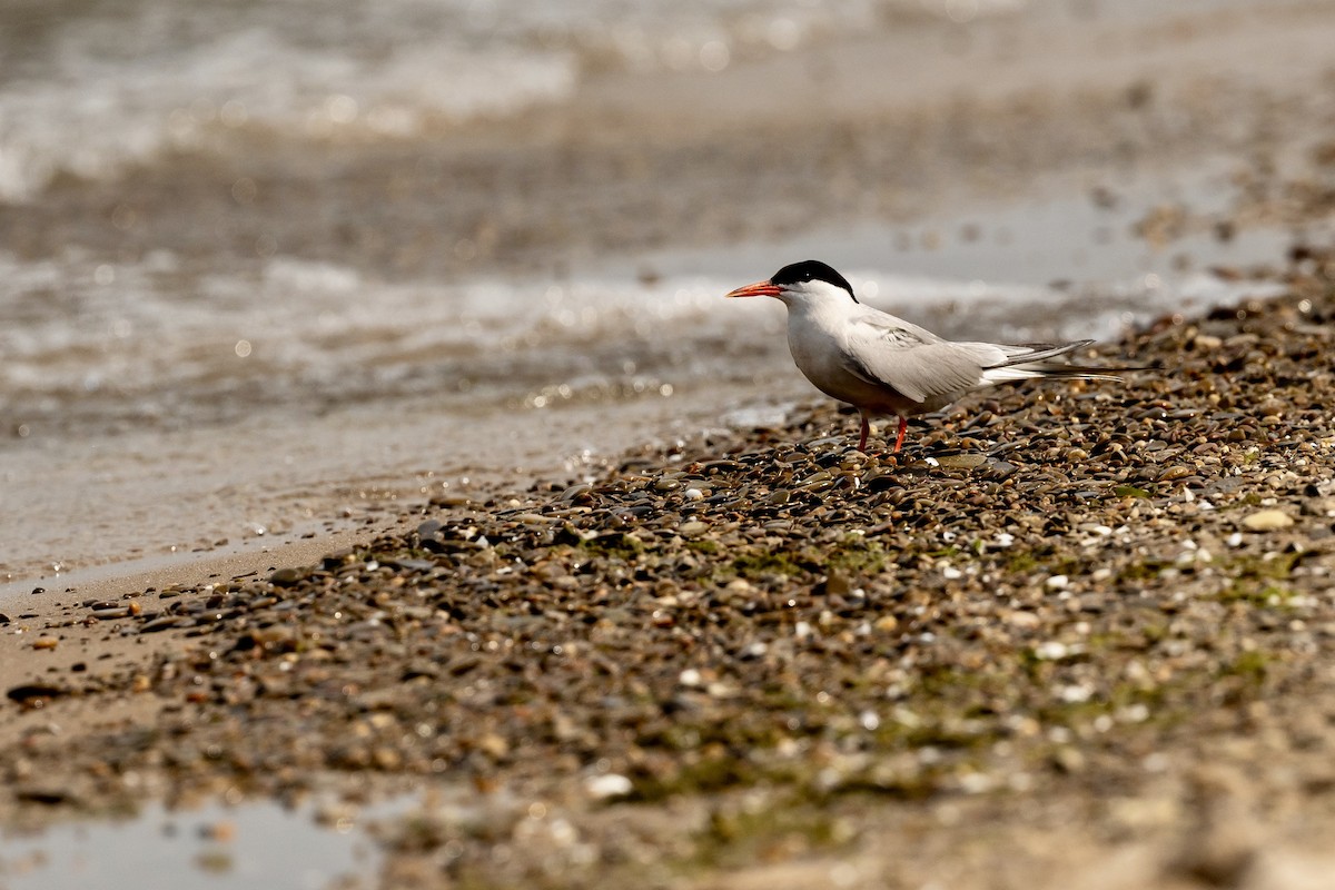 Common Tern - ML621200069