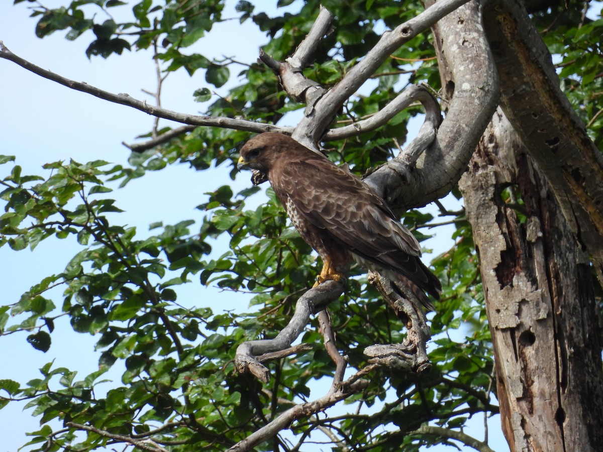 Common Buzzard - ML621200195