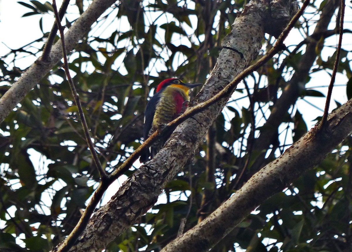 Yellow-fronted Woodpecker - ML621200200