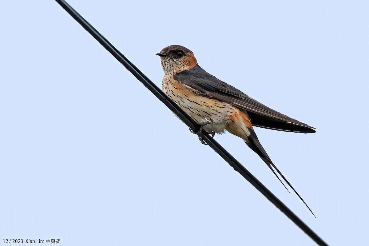 Red-rumped Swallow - ML621200210
