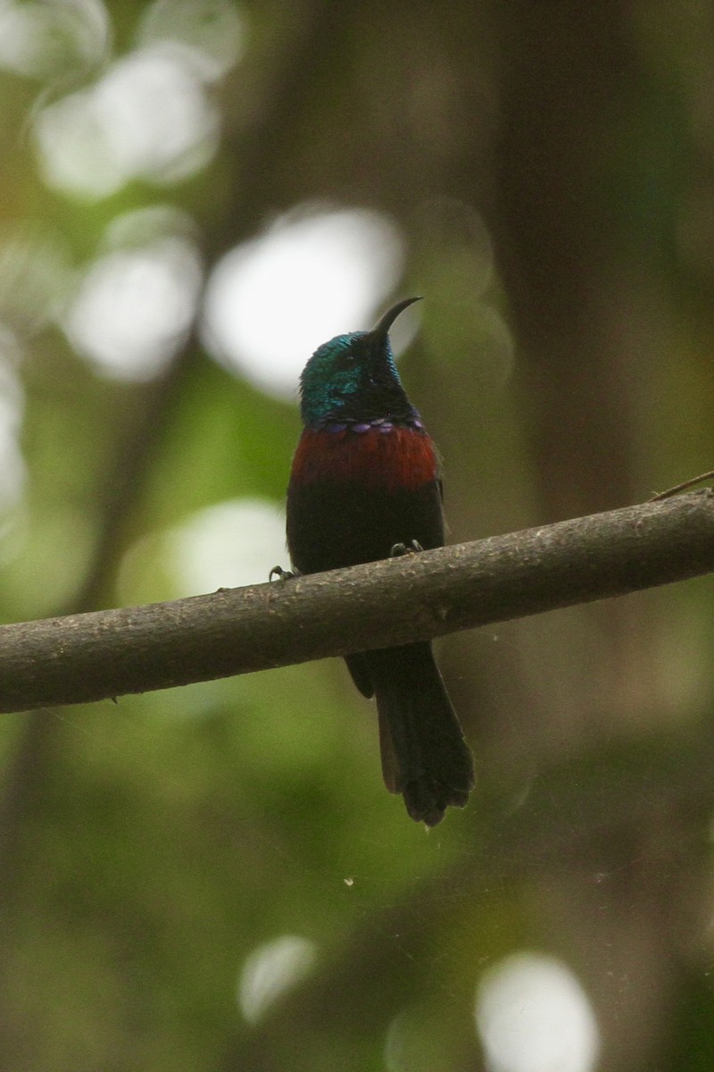 Red-chested Sunbird - ML621200282