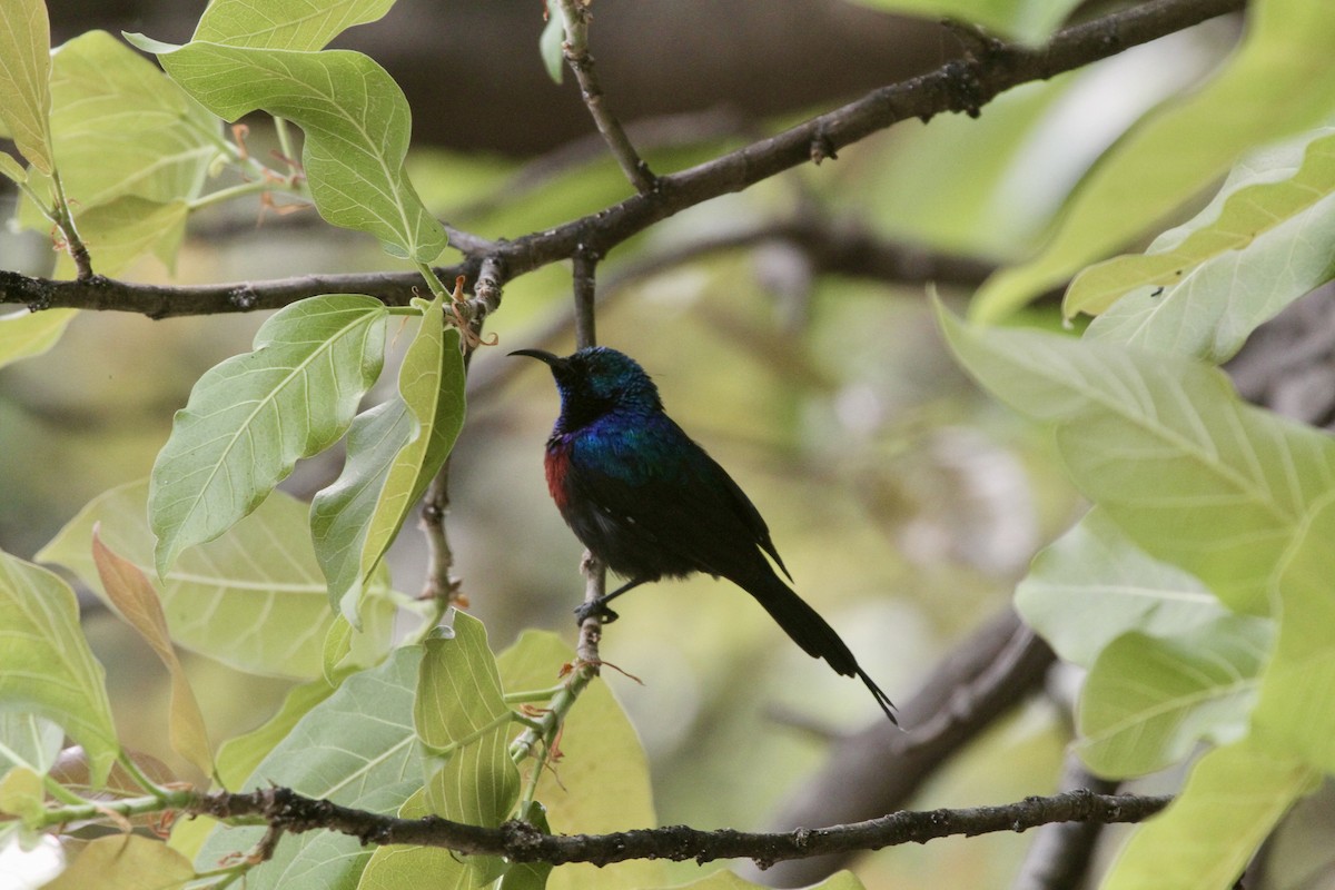 Red-chested Sunbird - ML621200284