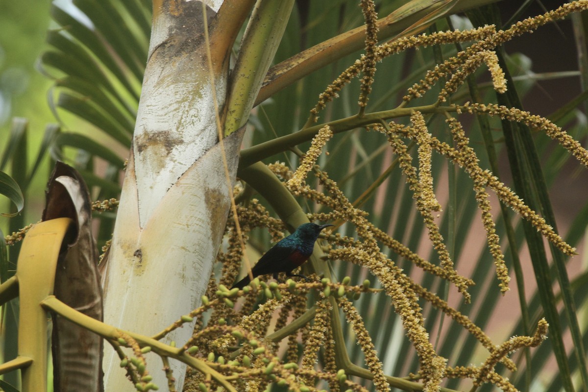 Red-chested Sunbird - ML621200287
