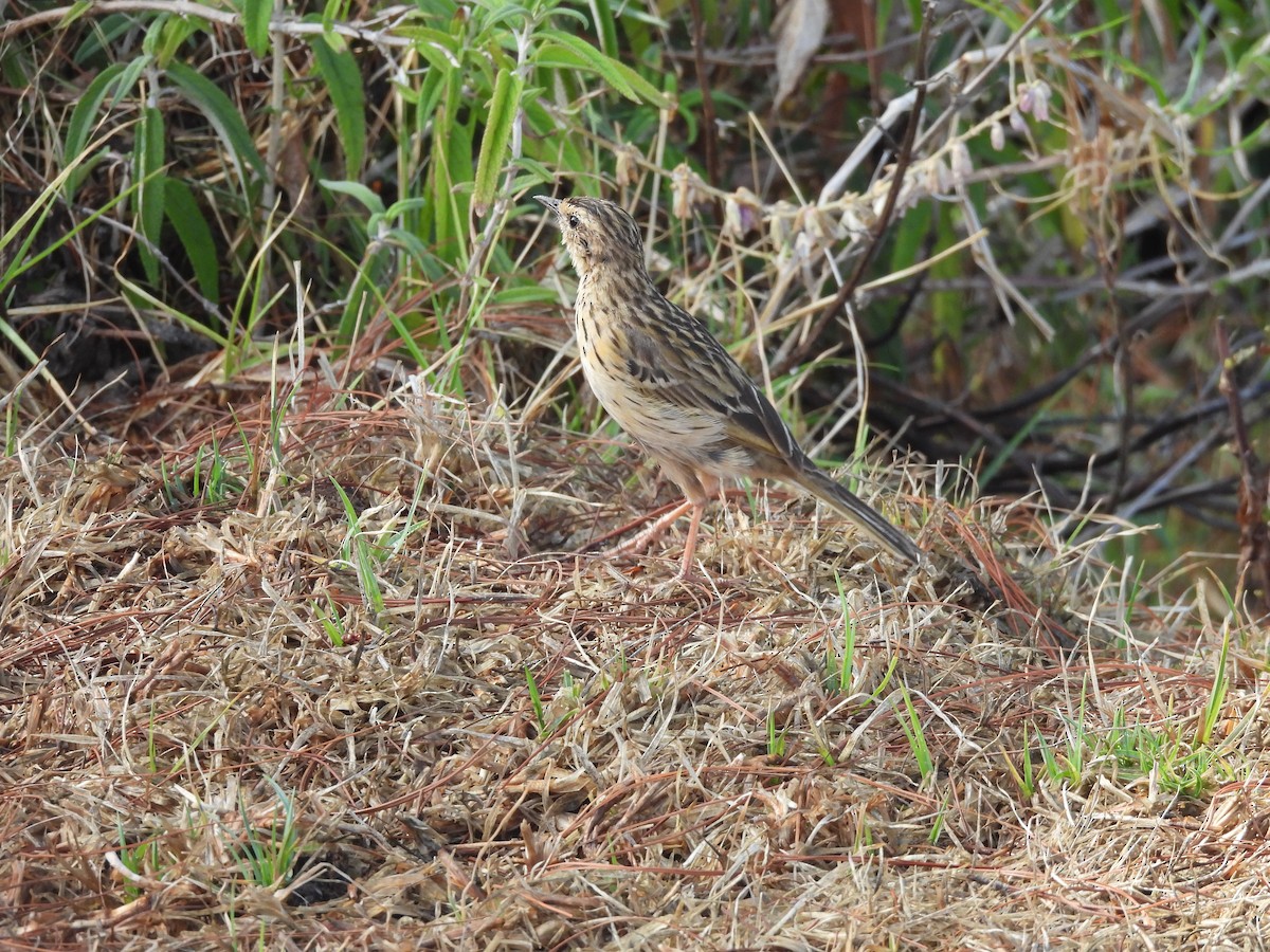 Nilgiri Pipit - Chandrika Khirani