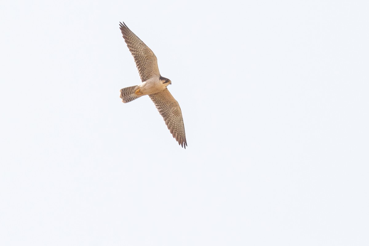 Lanner Falcon - ML621200314