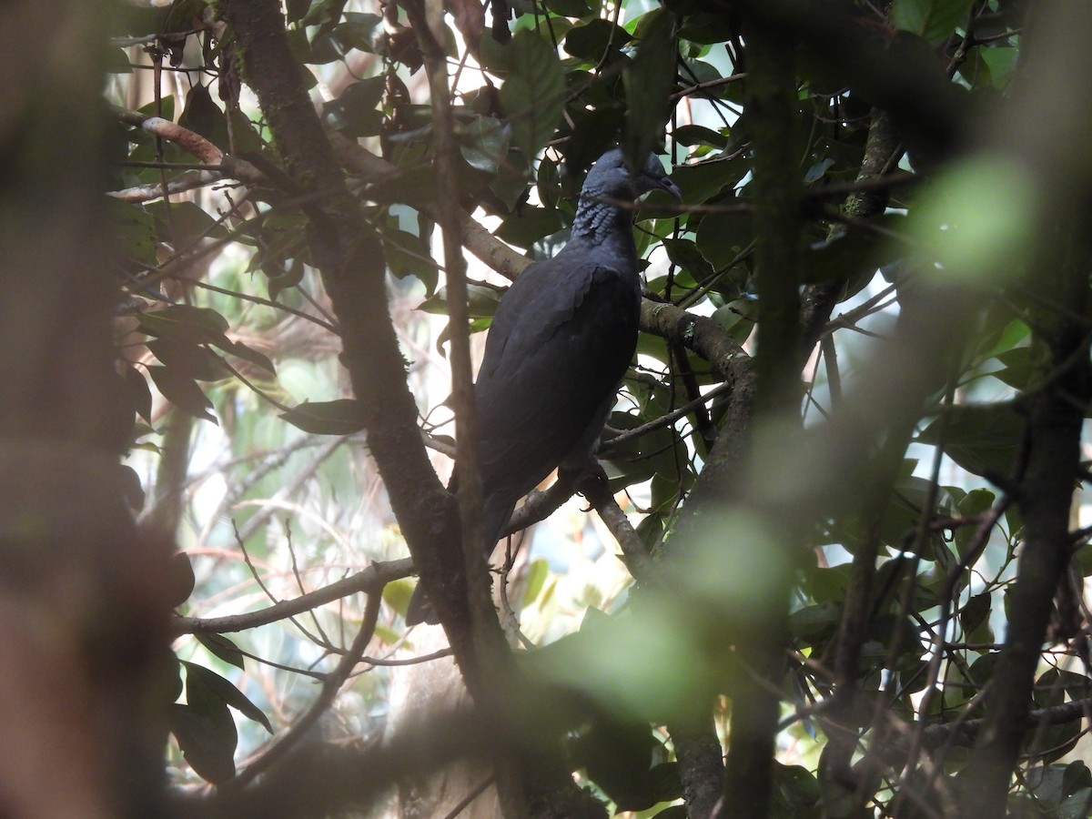 Nilgiri Wood-Pigeon - ML621200345