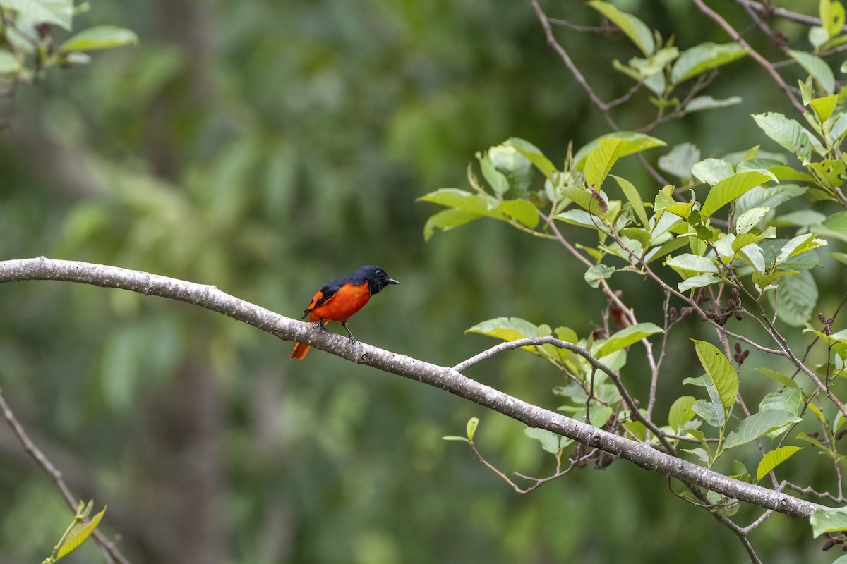 赤紅山椒鳥 - ML621200353
