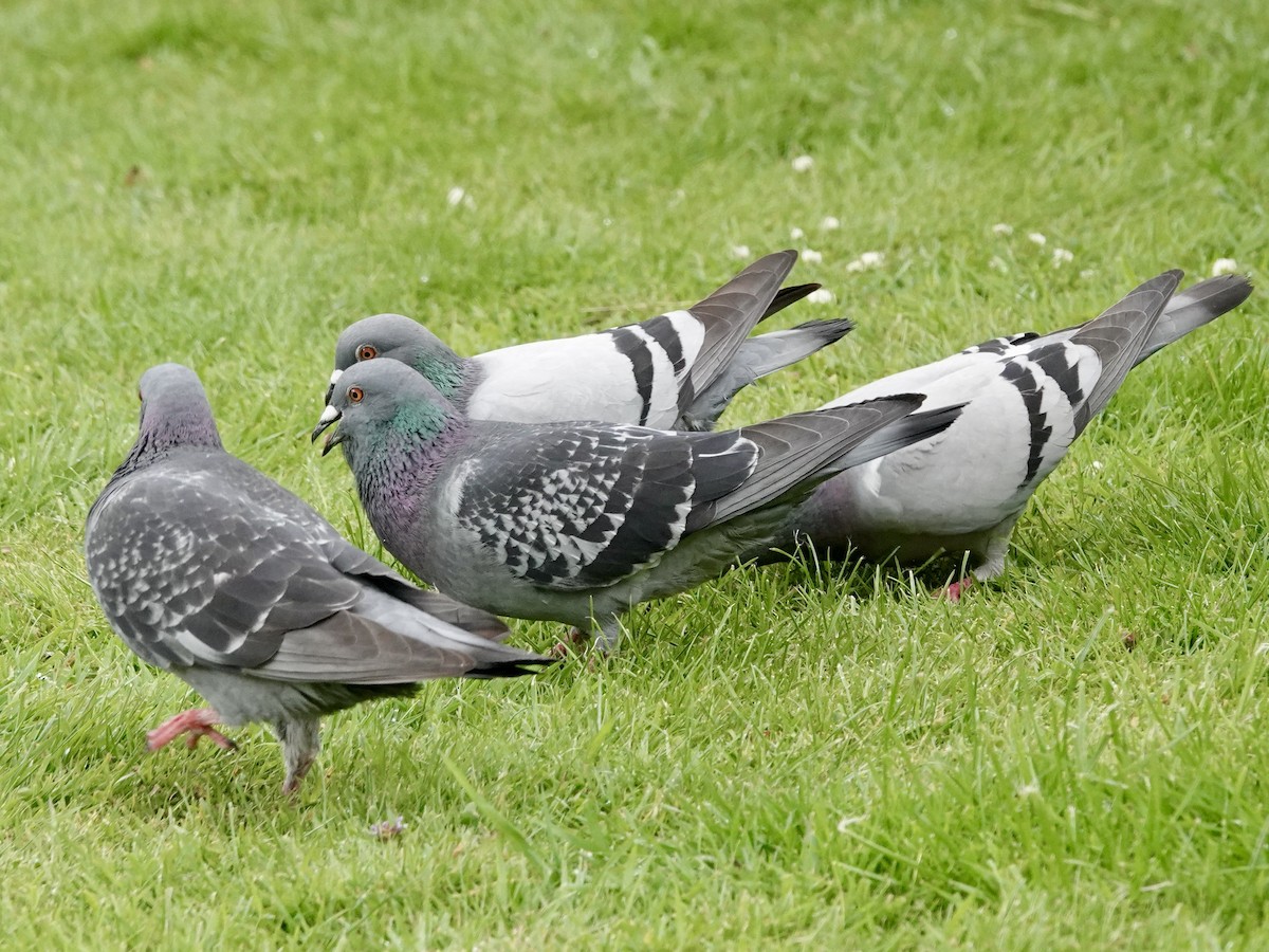 Rock Pigeon (Feral Pigeon) - ML621200355