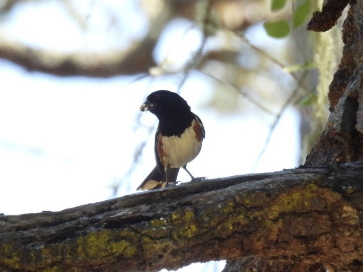 Spotted Towhee - ML621200363