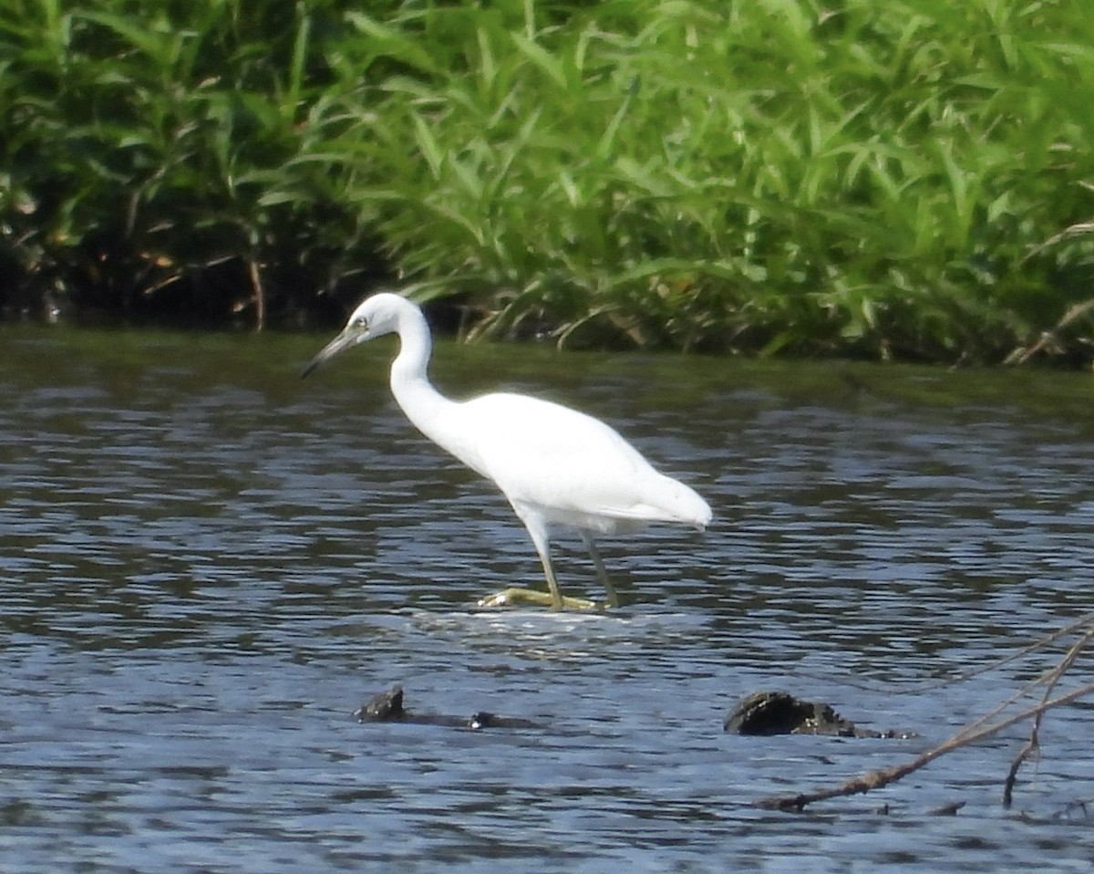 Little Blue Heron - ML621200367