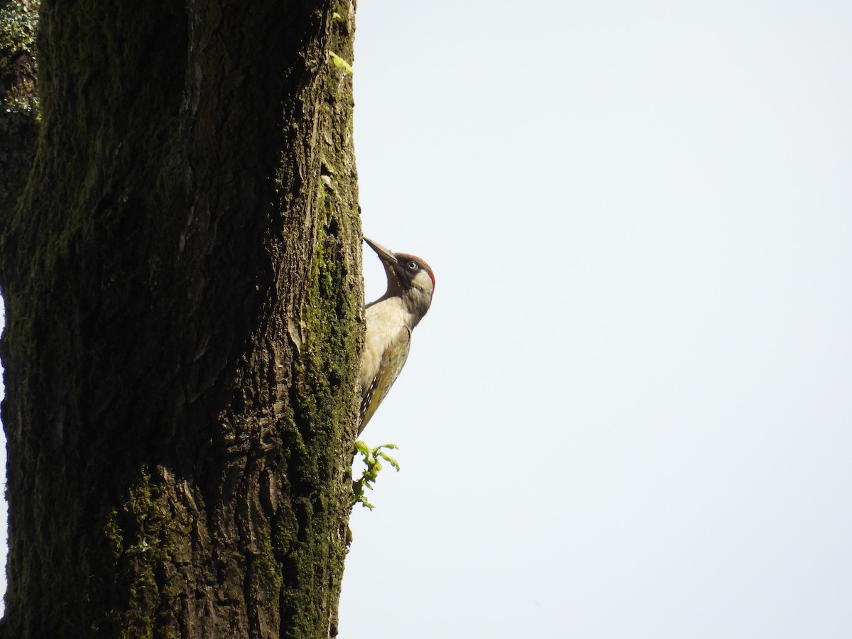 Eurasian Green Woodpecker - Tim Vacara