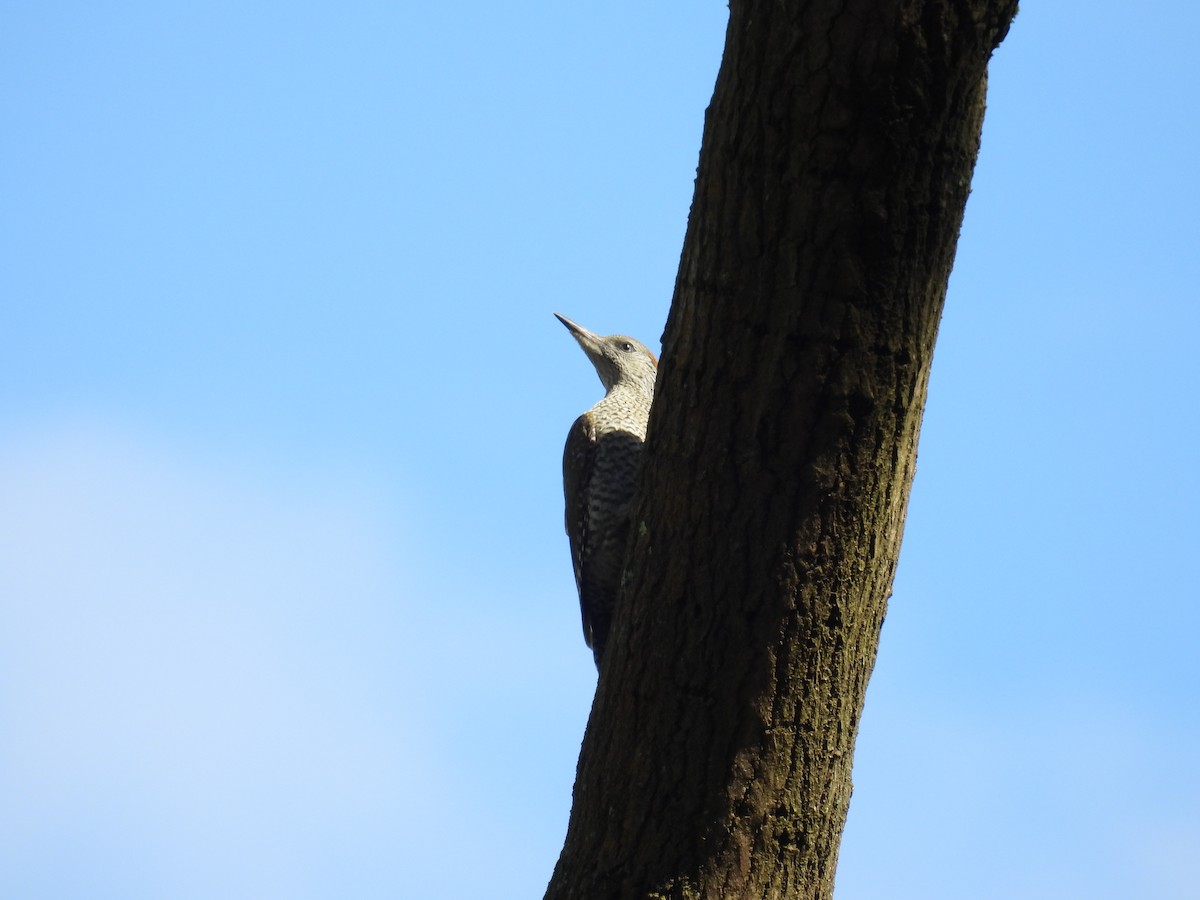 Eurasian Green Woodpecker - ML621200375