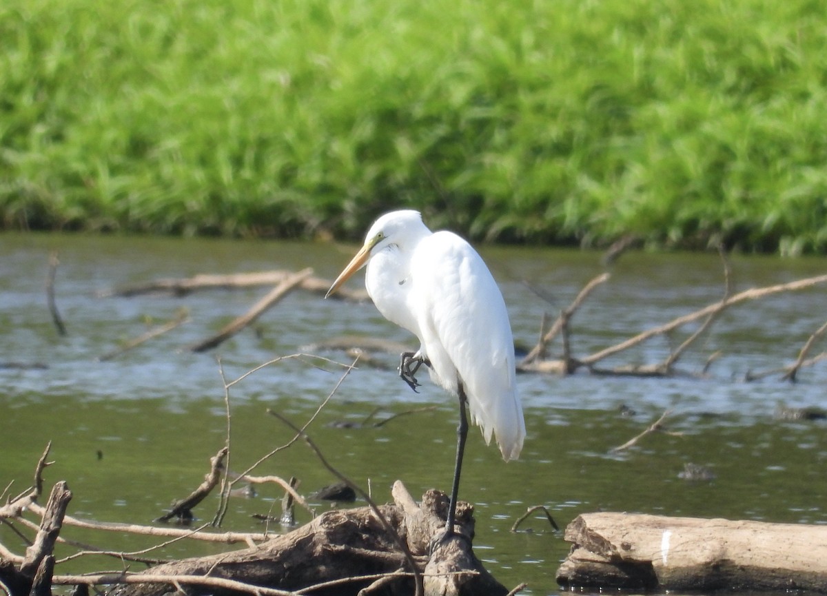 Great Egret - ML621200378