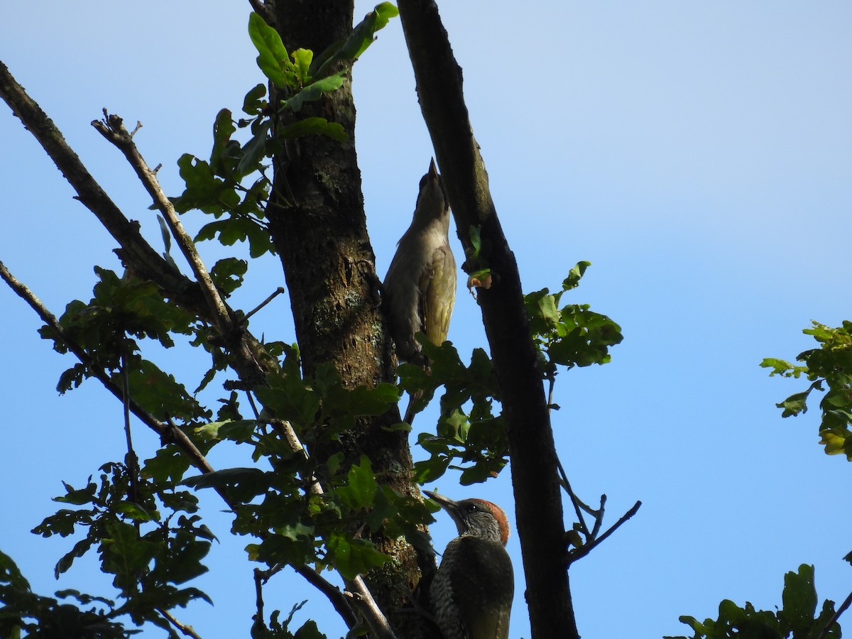 Eurasian Green Woodpecker - ML621200388