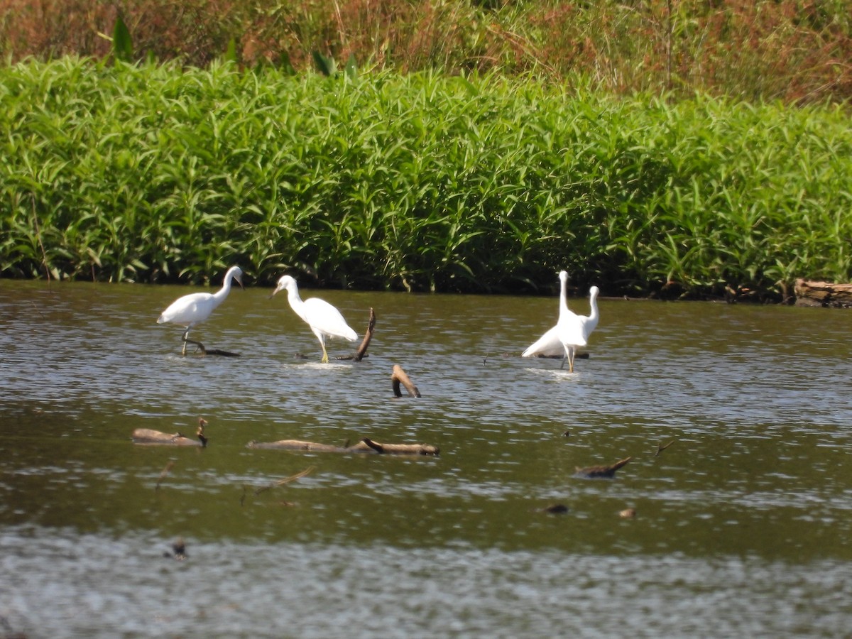 Little Blue Heron - ML621200390