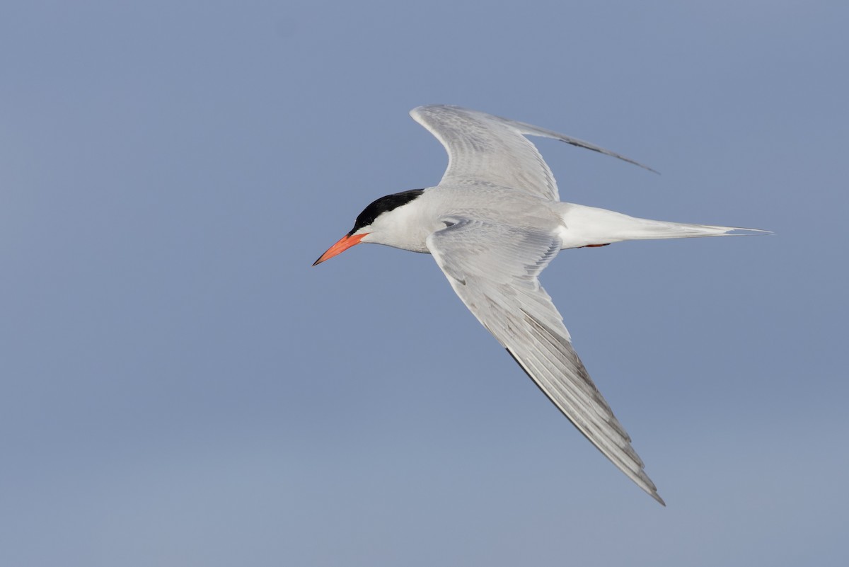 Common Tern - ML621200418