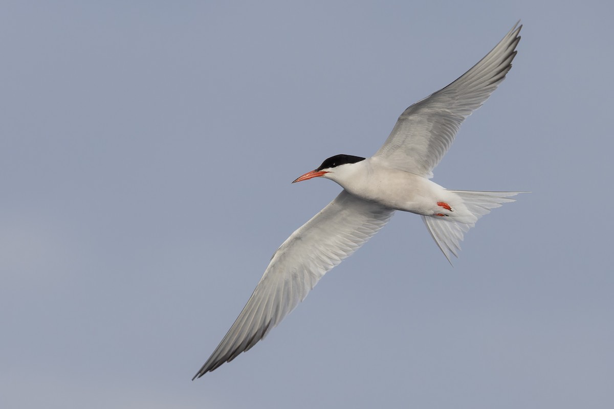 Common Tern - ML621200419