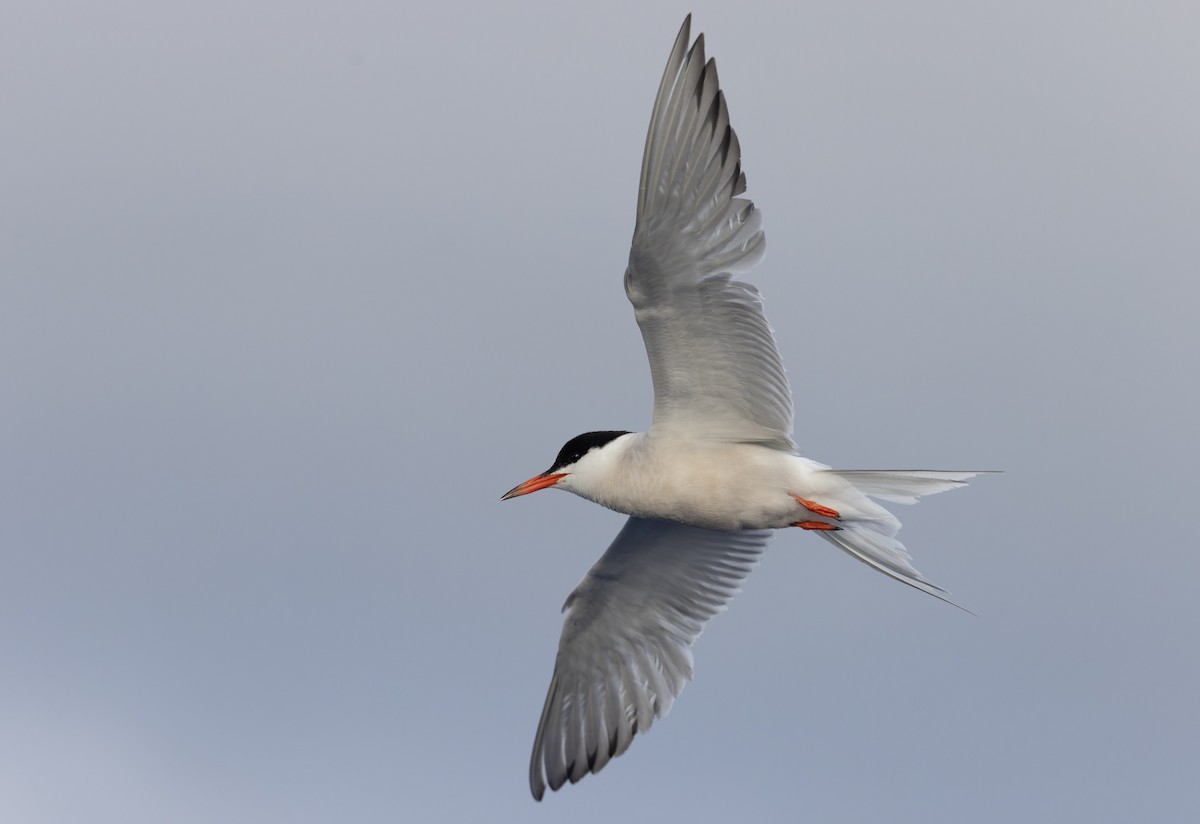 Common Tern - ML621200420