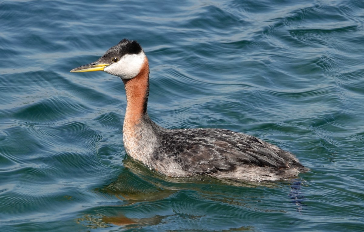 Red-necked Grebe - ML621200431