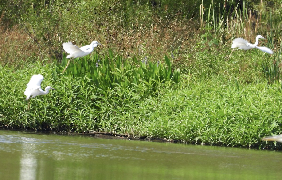 Little Blue Heron - ML621200445