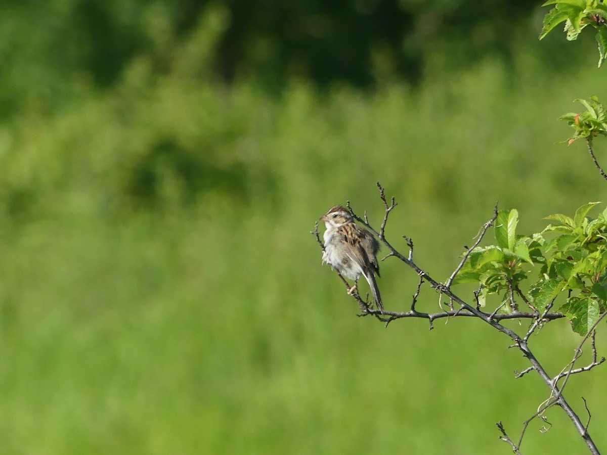 Clay-colored Sparrow - ML621200501