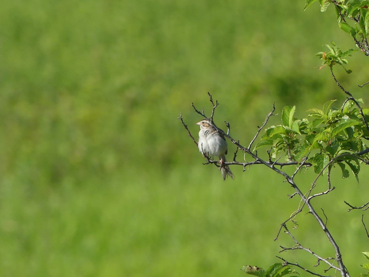 Clay-colored Sparrow - ML621200502