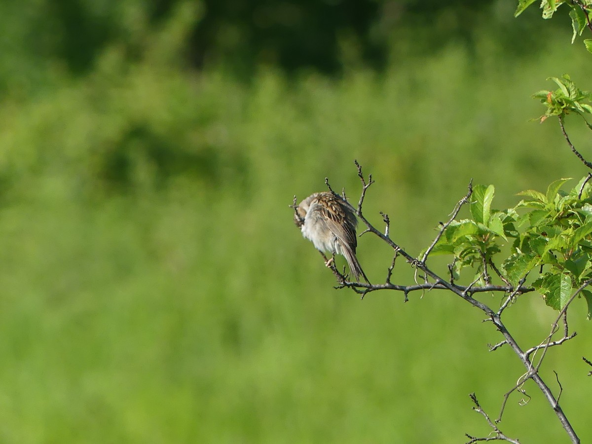 Clay-colored Sparrow - ML621200503
