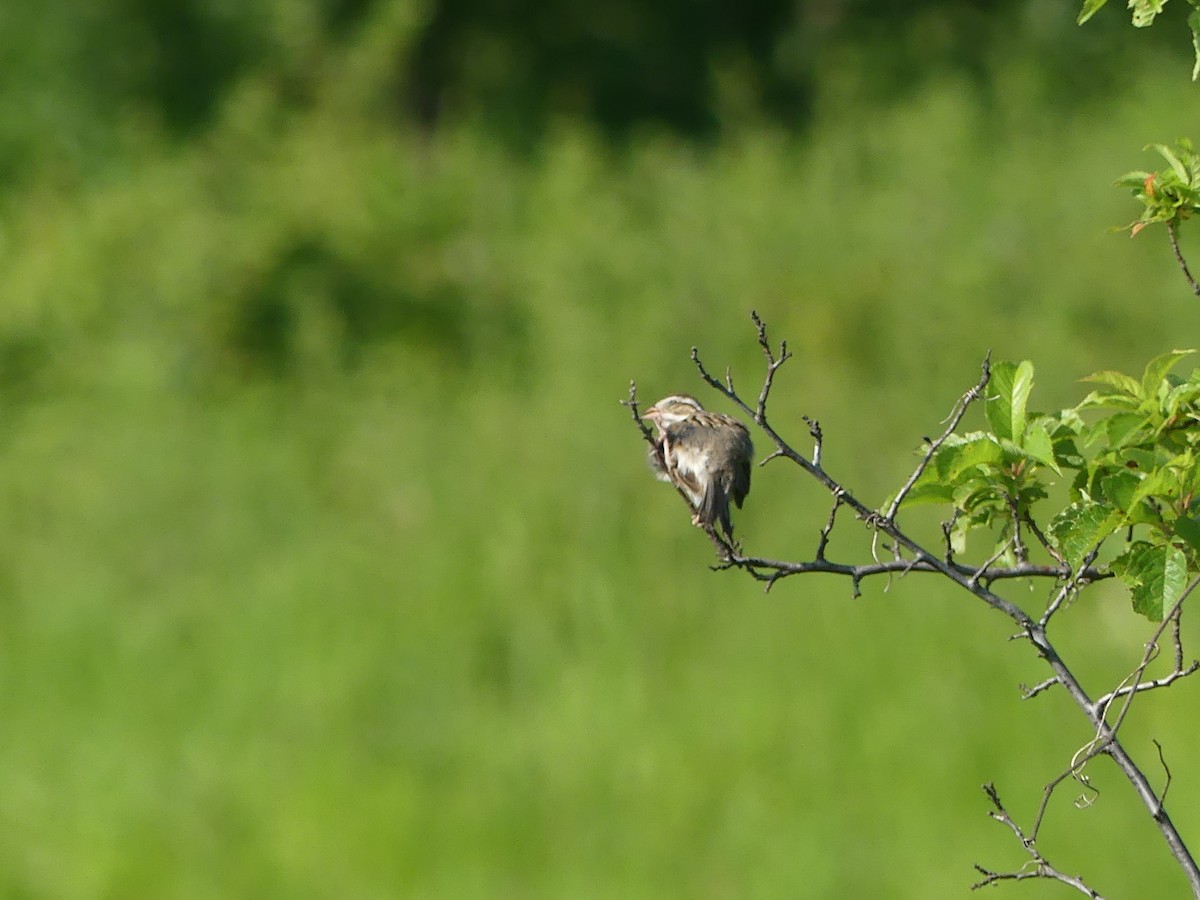 Clay-colored Sparrow - ML621200504