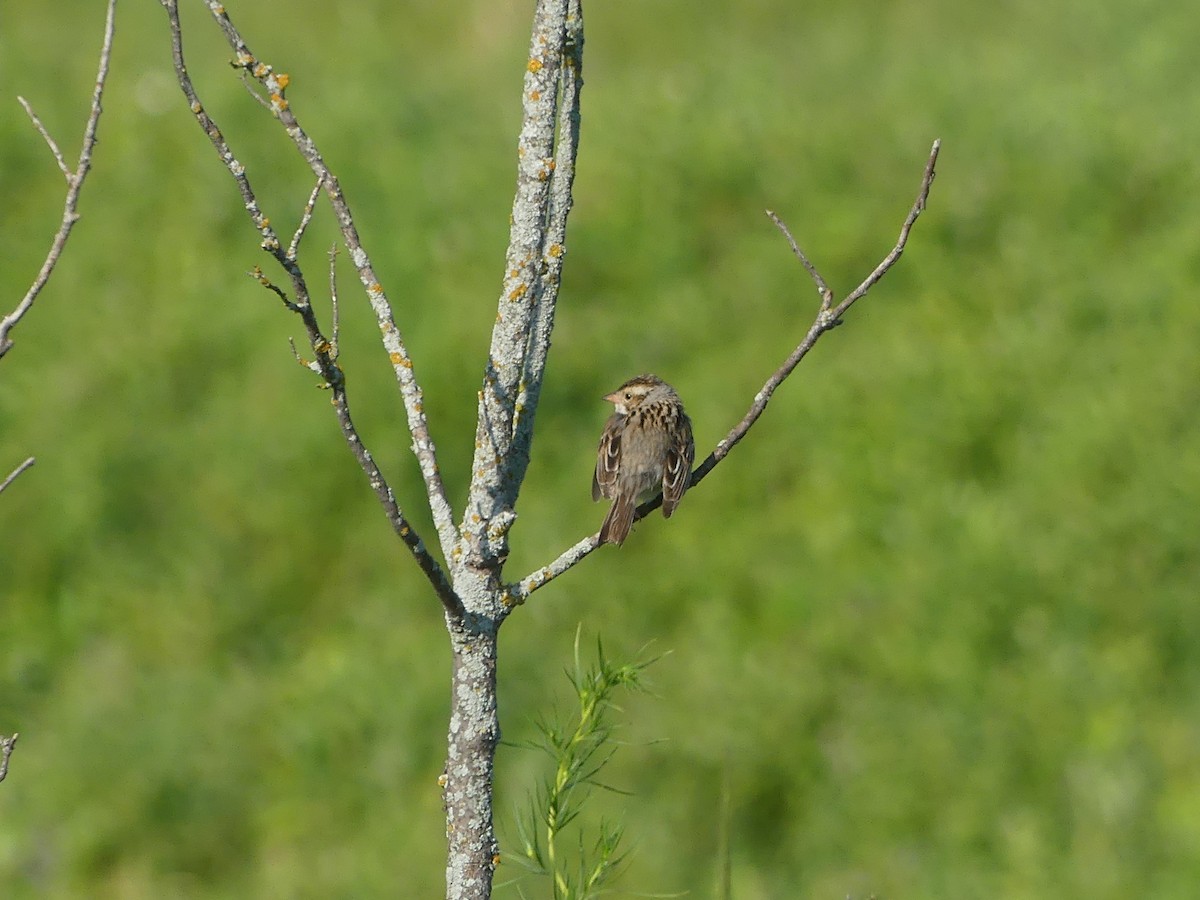 Clay-colored Sparrow - ML621200505