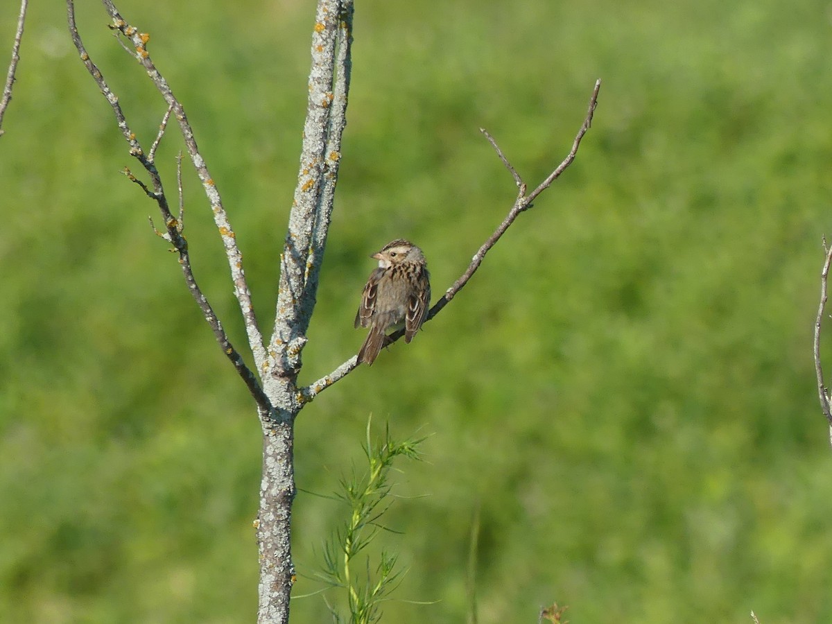 Clay-colored Sparrow - ML621200507