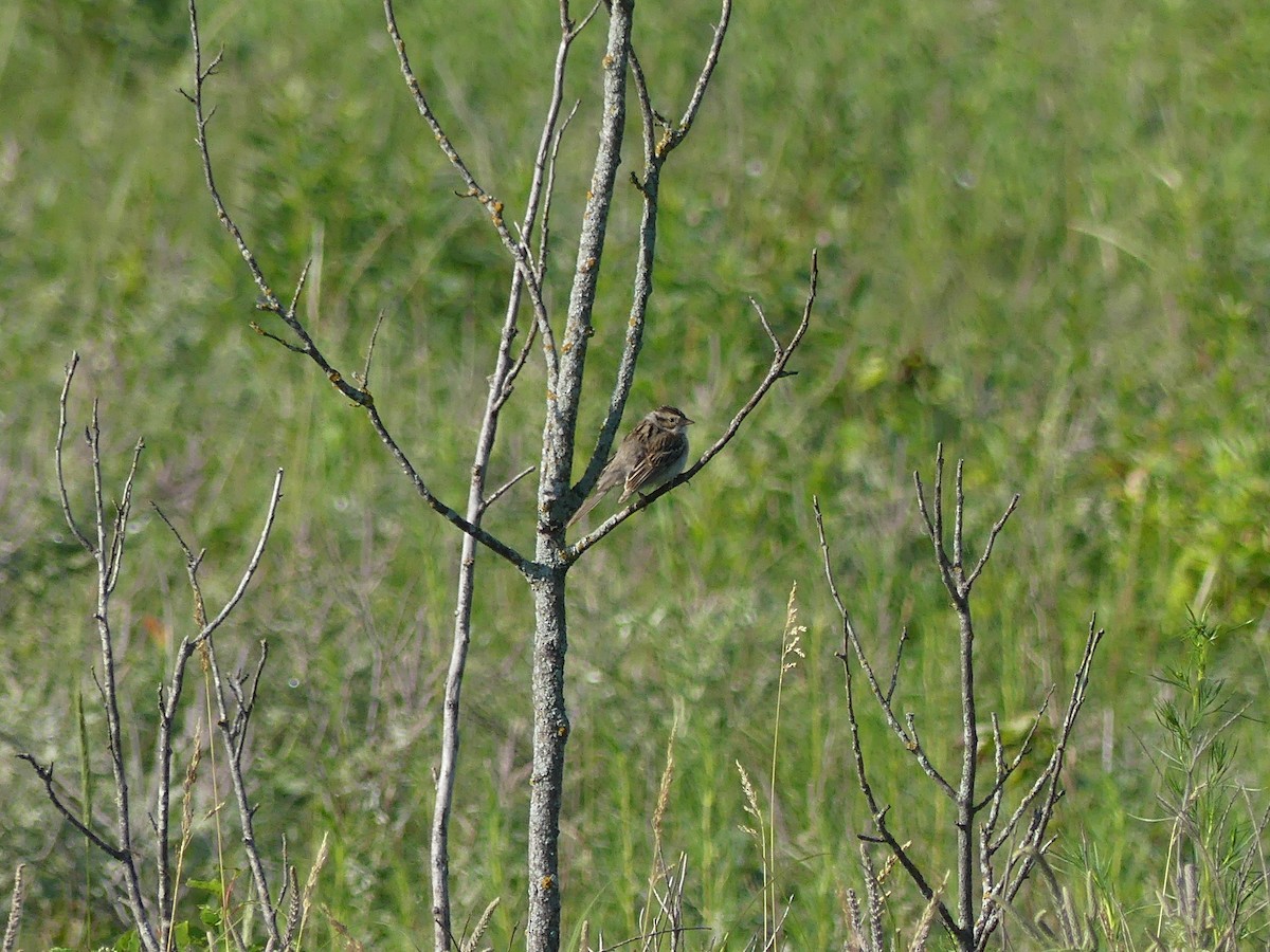 Clay-colored Sparrow - ML621200508