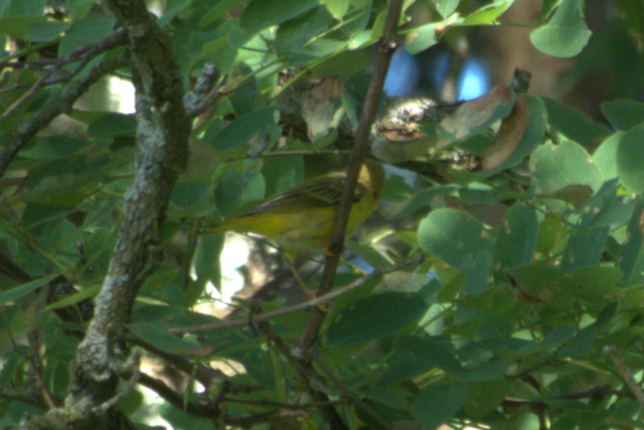 Yellow Warbler - ML621200510