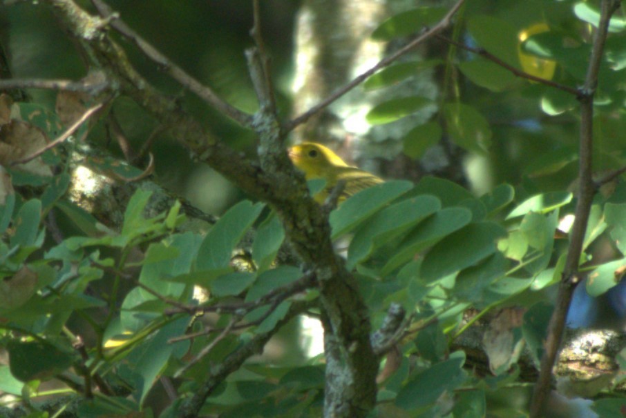Yellow Warbler - ML621200511