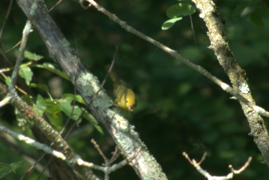 Yellow Warbler - ML621200512