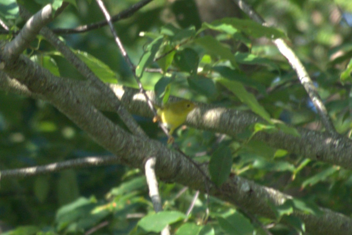 Yellow Warbler - ML621200513