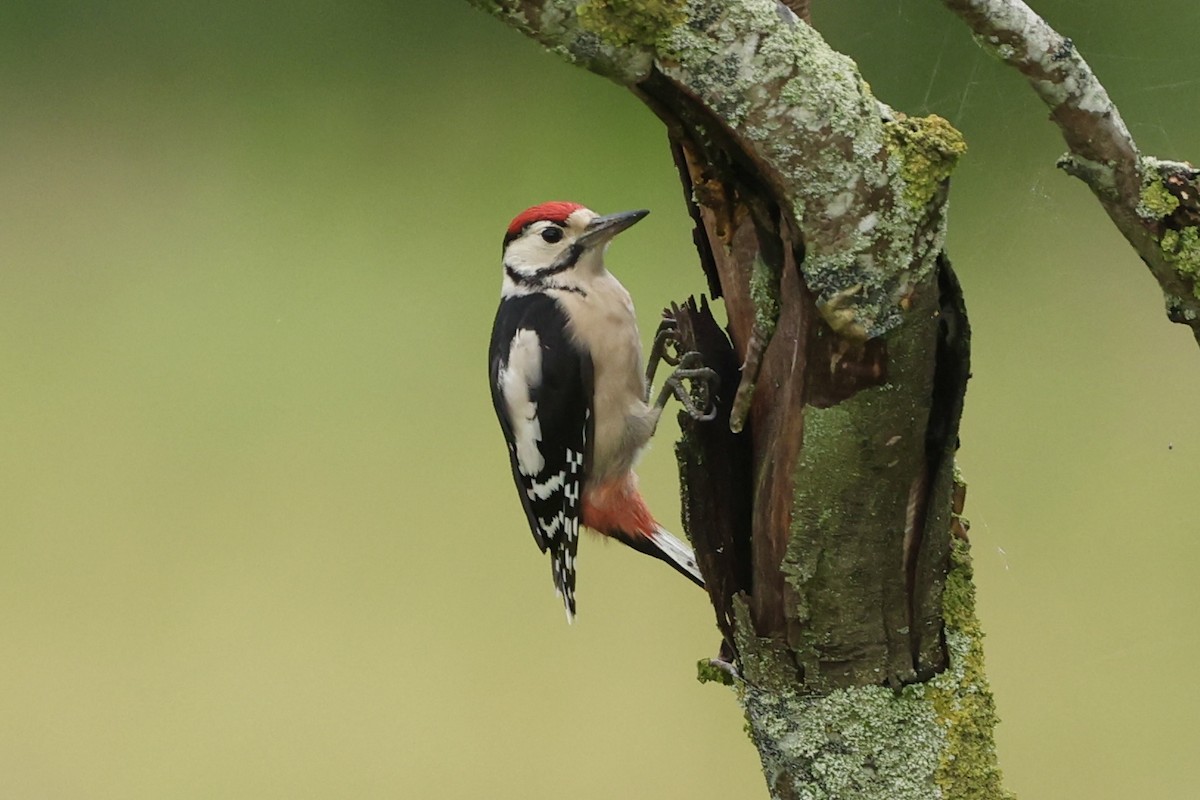 Great Spotted Woodpecker - ML621200518